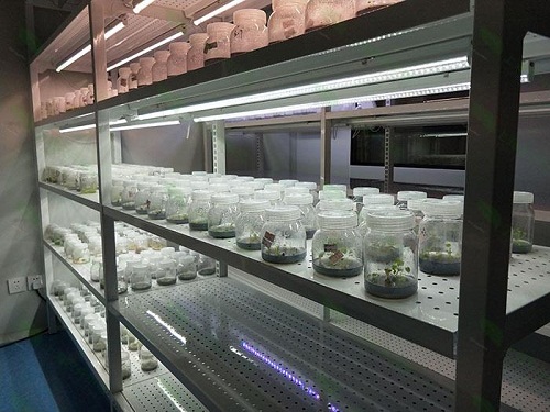 牡丹江植物组织培养实验室设计建设方案